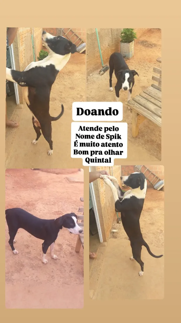 Cachorro raça SRD-ViraLata idade 7 a 11 meses nome Spike