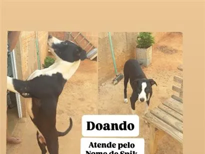 Cachorro raça SRD-ViraLata idade 7 a 11 meses nome Spike