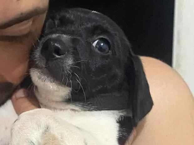 Cachorro raça SRD-ViraLata idade 2 a 6 meses nome Luna