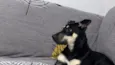 Pimenta