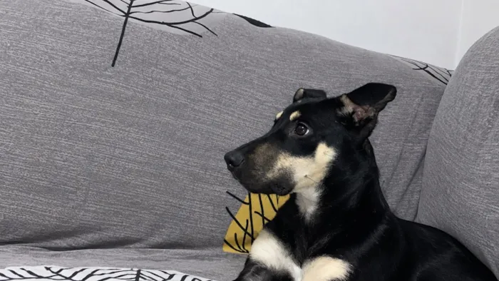 Cachorro raça SRD-ViraLata idade 7 a 11 meses nome Pimenta
