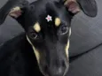 Pimenta
