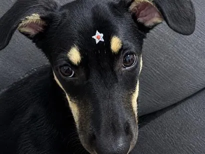 Cachorro raça SRD-ViraLata idade 7 a 11 meses nome Pimenta