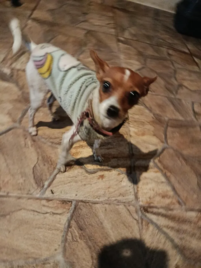 Cachorro raça SRD-ViraLata idade 3 anos nome .