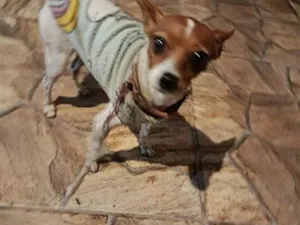 Cachorro raça SRD-ViraLata idade 3 anos nome .
