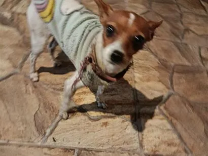 Cachorro raça SRD-ViraLata idade 3 anos nome .