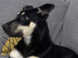 Pimenta