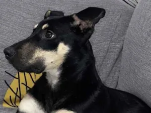 Cachorro raça SRD-ViraLata idade 7 a 11 meses nome Pimenta