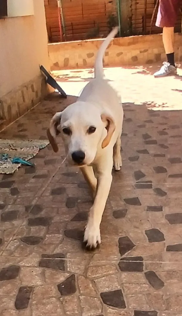 Cachorro raça SRD-ViraLata idade 2 a 6 meses nome Krypto