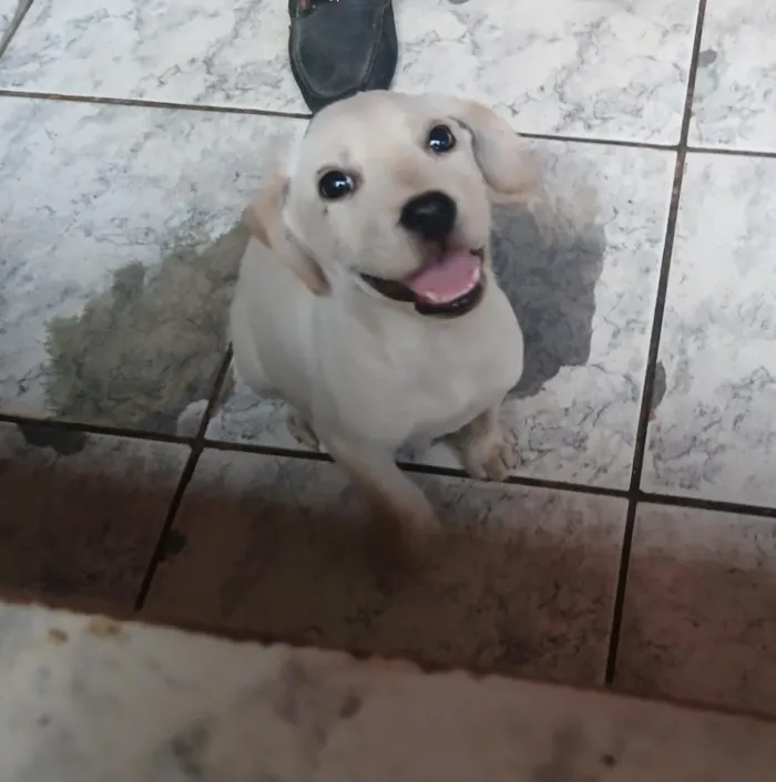 Cachorro raça SRD-ViraLata idade 2 a 6 meses nome Krypto