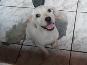 Cachorro raça SRD-ViraLata idade 2 a 6 meses nome Krypto