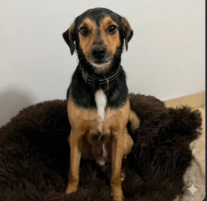 Cachorro raça SRD-ViraLata idade 3 anos nome Kaike
