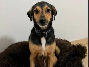 Cachorro raça SRD-ViraLata idade 3 anos nome Kaike