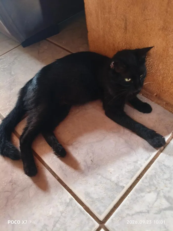 Gato raça SRD-ViraLata idade 1 ano nome Nega