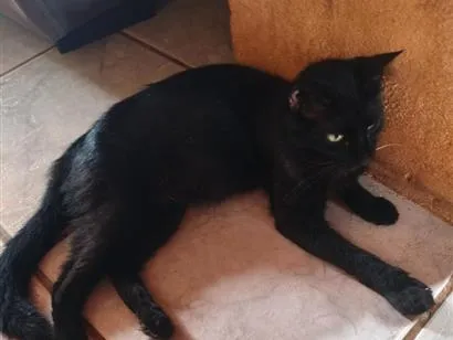 Gato raça SRD-ViraLata idade 1 ano nome Nega