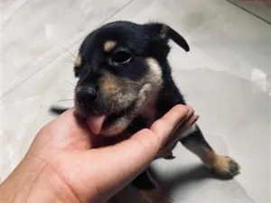 Cachorro raça SRD-ViraLata idade Abaixo de 2 meses nome Sem nome 