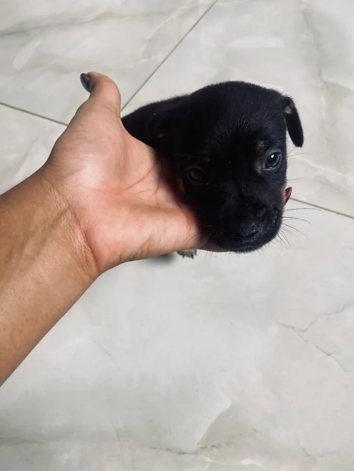 Cachorro raça SRD-ViraLata idade Abaixo de 2 meses nome Sem nome 