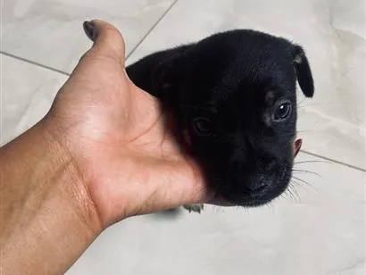 Cachorro raça SRD-ViraLata idade Abaixo de 2 meses nome Sem nome 