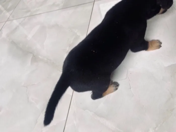 Cachorro raça SRD-ViraLata idade 2 a 6 meses nome Sem nome
