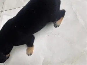 Cachorro raça SRD-ViraLata idade 2 a 6 meses nome Sem nome