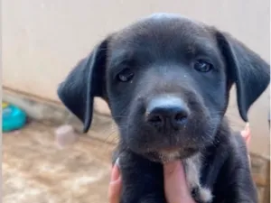 Cachorro raça SRD-ViraLata idade 2 a 6 meses nome Fofin