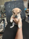 chow chow + raça indefinida 