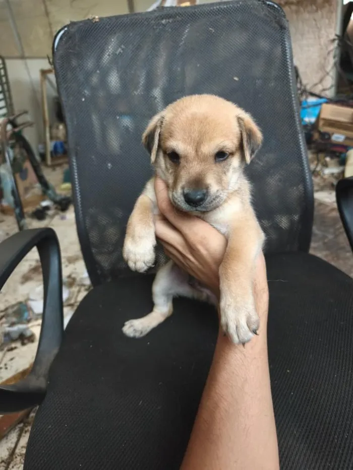 Cachorro raça SRD-ViraLata idade Abaixo de 2 meses nome chow chow + raça indefinida 