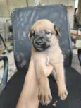 chow chow + raça indefinida 