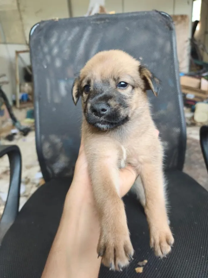 Cachorro raça SRD-ViraLata idade Abaixo de 2 meses nome chow chow + raça indefinida 