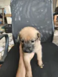 chow chow + raça indefinida 