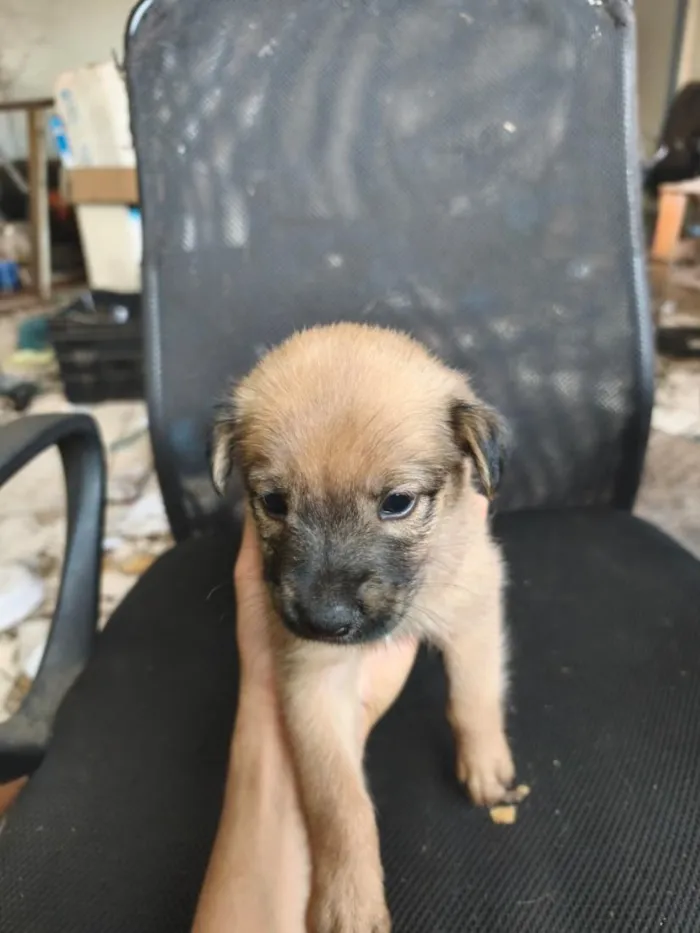 Cachorro raça SRD-ViraLata idade Abaixo de 2 meses nome chow chow + raça indefinida 