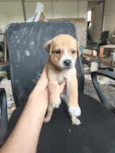 chow chow + raça indefinida 