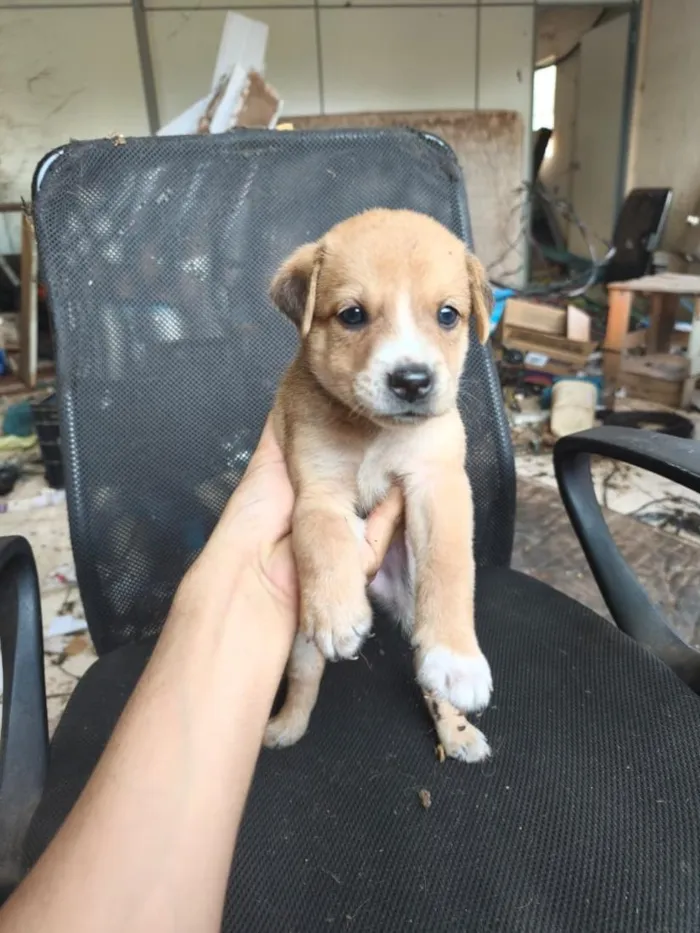 Cachorro raça SRD-ViraLata idade Abaixo de 2 meses nome chow chow + raça indefinida 