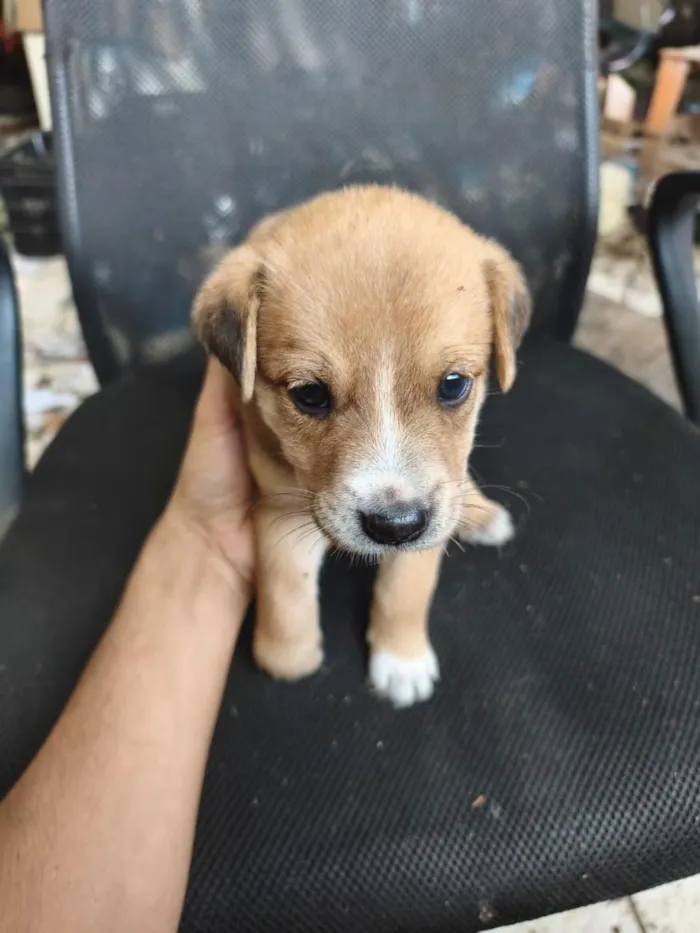 Cachorro raça SRD-ViraLata idade Abaixo de 2 meses nome chow chow + raça indefinida 
