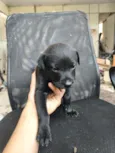 chow chow + raça indefinida 