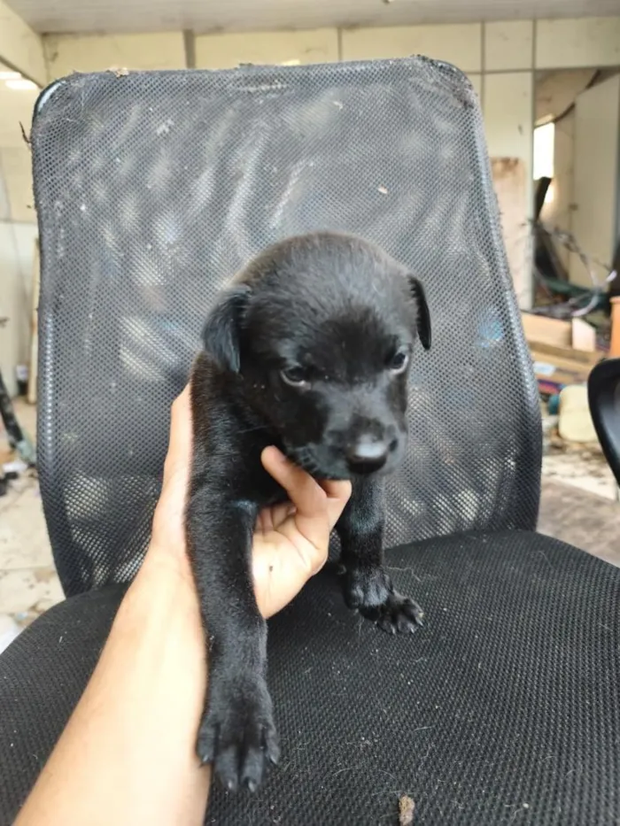 Cachorro raça SRD-ViraLata idade Abaixo de 2 meses nome chow chow + raça indefinida 