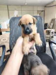 chow chow + raça indefinida 
