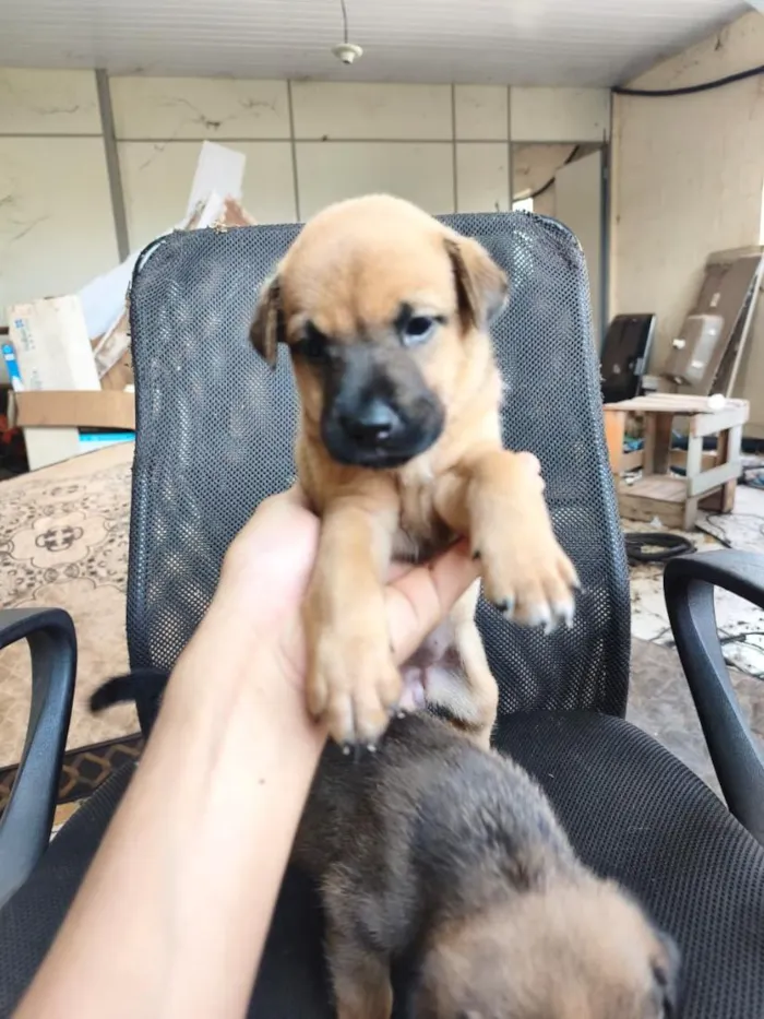 Cachorro raça SRD-ViraLata idade Abaixo de 2 meses nome chow chow + raça indefinida 