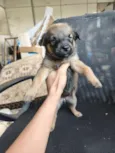 chow chow + raça indefinida 