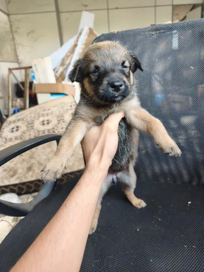 Cachorro raça SRD-ViraLata idade Abaixo de 2 meses nome chow chow + raça indefinida 