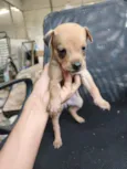 chow chow + raça indefinida 