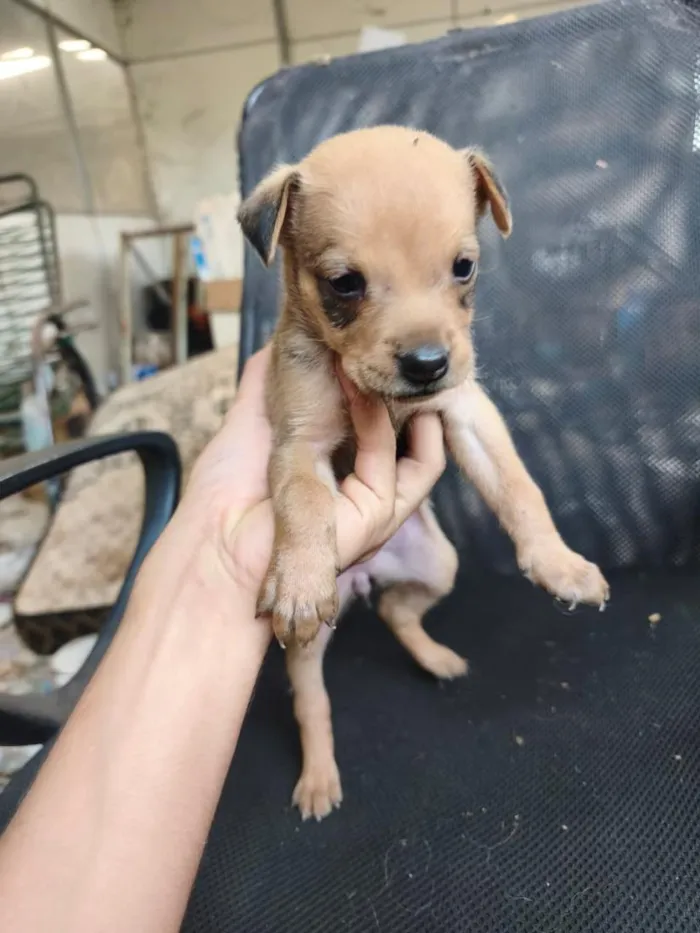Cachorro raça SRD-ViraLata idade Abaixo de 2 meses nome chow chow + raça indefinida 
