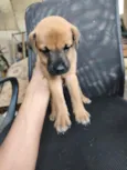 chow chow + raça indefinida 