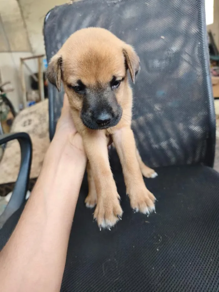 Cachorro raça SRD-ViraLata idade Abaixo de 2 meses nome chow chow + raça indefinida 
