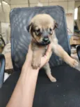 chow chow + raça indefinida 
