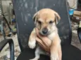 chow chow + raça indefinida 