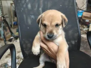 Cachorro raça SRD-ViraLata idade Abaixo de 2 meses nome chow chow + raça indefinida 