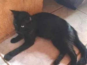 Gato raça SRD-ViraLata idade 1 ano nome Nega
