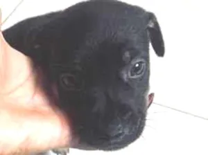 Cachorro raça SRD-ViraLata idade Abaixo de 2 meses nome Sem nome 