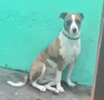 Bebela